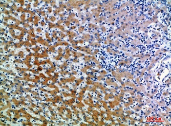 CD109 rabbit pAb Antibody
