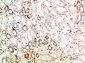 CD152 rabbit pAb Antibody