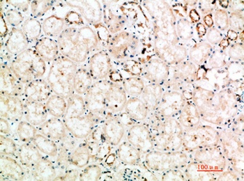 CD152 rabbit pAb Antibody
