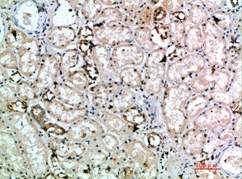 CD314 rabbit pAb Antibody