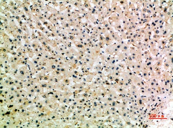 CD204 rabbit pAb Antibody