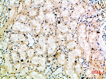 HSP 75 rabbit pAb