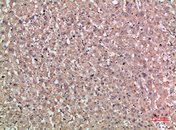 Noggin rabbit pAb Antibody