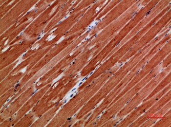 TTN rabbit pAb Antibody