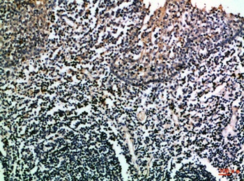 CD275 rabbit pAb Antibody