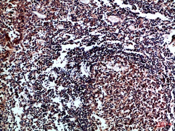 IL-17D rabbit pAb Antibody