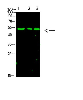 p53 (Acetyl-K120) rabbit pAb Antibody