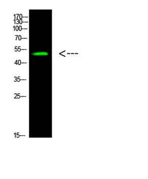 p53 (Acetyl-K305) rabbit pAb Antibody
