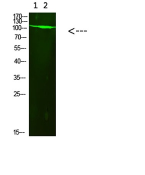 PARP-1 (Acetyl-K521) rabbit pAb Antibody