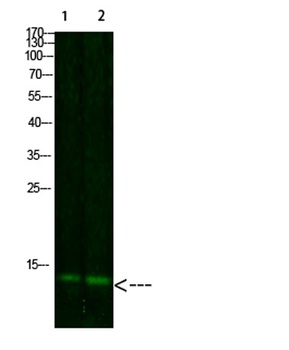 Thioredoxin rabbit pAb Antibody