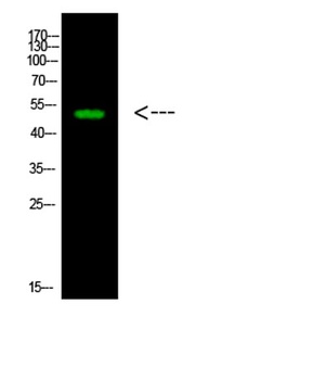 LWS rabbit pAb Antibody