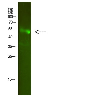 FA2H rabbit pAb Antibody