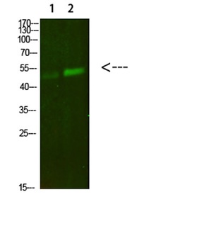 PBEF rabbit pAb Antibody