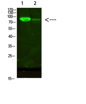 AFG3L2 rabbit pAb Antibody