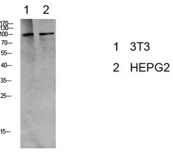 eEF2 (Phospho-Thr56) Rabbit pAb Antibody