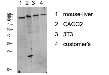DDR1 (Phospho-Tyr513) Rabbit pAb Antibody