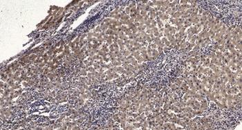 PEX14 rabbit pAb Antibody