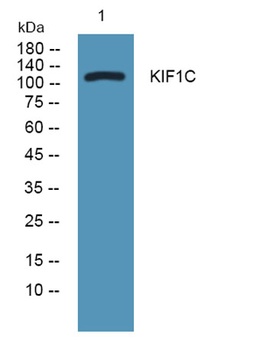 KIF1C rabbit pAb Antibody