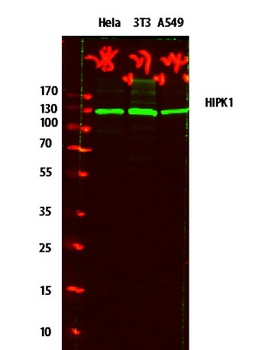 HIPK1 rabbit pAb Antibody