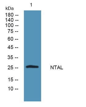 NTAL rabbit pAb Antibody