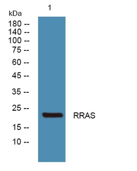 RRAS rabbit pAb Antibody