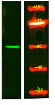 SMG9 rabbit pAb Antibody