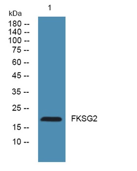 FKSG2 rabbit pAb Antibody