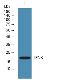 IFNK rabbit pAb Antibody