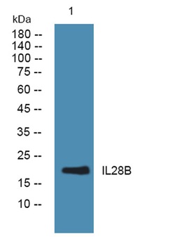 IL28B rabbit pAb Antibody