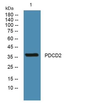 PDCD2 rabbit pAb Antibody