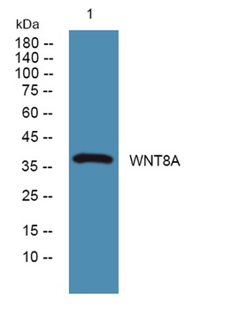 WNT8A rabbit pAb Antibody