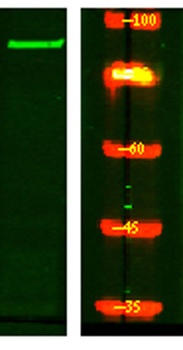 STRN4 rabbit pAb Antibody