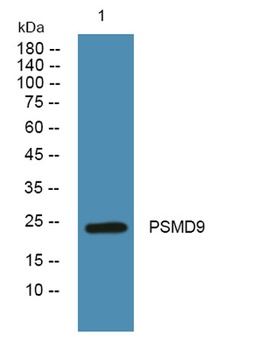 PSMD9 rabbit pAb Antibody