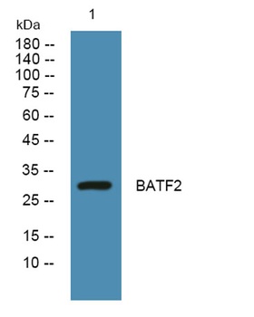 BATF2 rabbit pAb Antibody