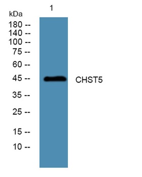 CHST5 rabbit pAb Antibody