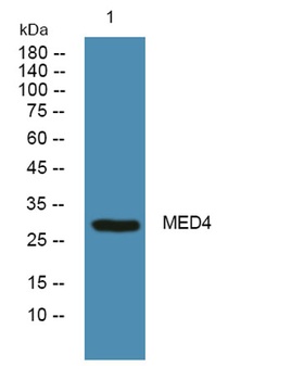MED4 rabbit pAb Antibody