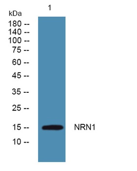 NRN1 rabbit pAb Antibody