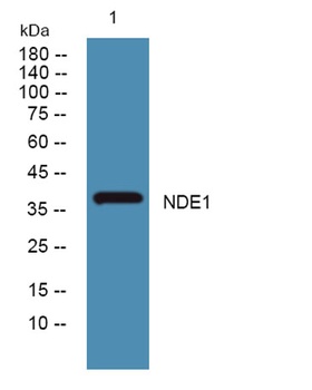 NDE1 rabbit pAb Antibody