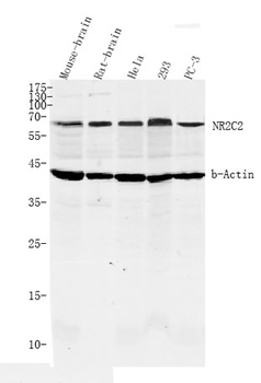 NR2C2 rabbit pAb Antibody