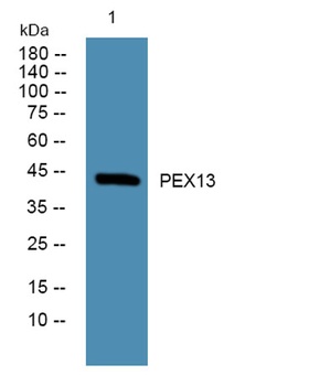 PEX13 rabbit pAb Antibody
