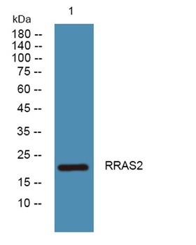 RRAS2 rabbit pAb Antibody