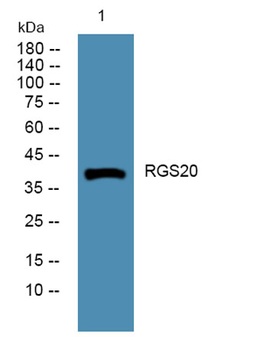 RGS20 rabbit pAb Antibody