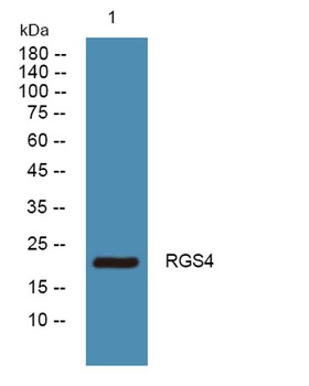 RGS4 rabbit pAb Antibody