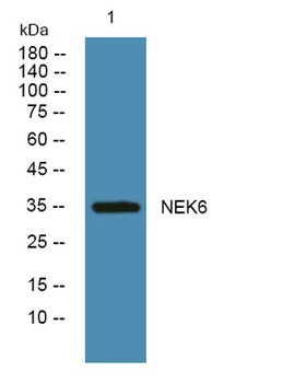 NEK6 rabbit pAb Antibody