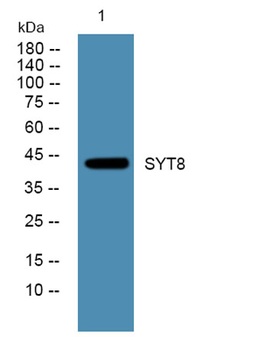 SYT8 rabbit pAb Antibody
