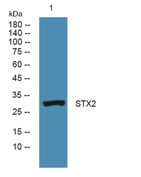 STX2 rabbit pAb Antibody
