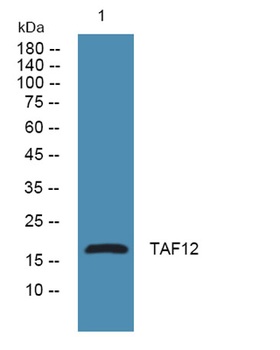 TAF12 rabbit pAb Antibody