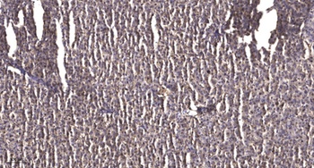 ZFHX4 rabbit pAb Antibody