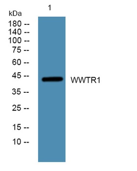 WWTR1 rabbit pAb Antibody