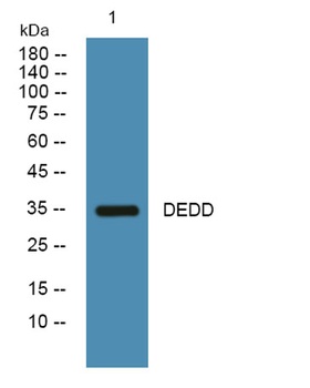 DEDD rabbit pAb Antibody